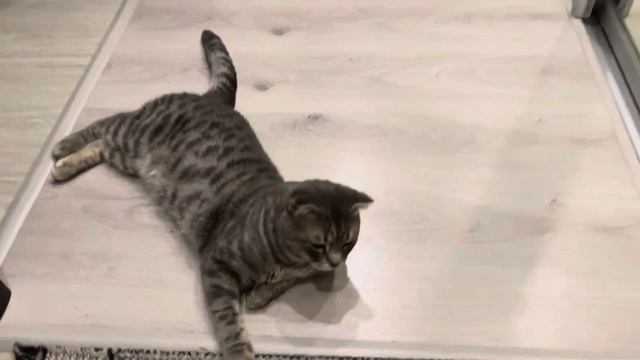 ВЛОГ: ПРИЕХАЛ ТОТ, КОГО ЖДАЛА! ПОКУПКИ/ ОБЕД/ В ГОСТЯХ У МАМЫ