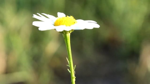 Canon EOS 650D 18-55 mm IS II - macro video смотреть онлайн