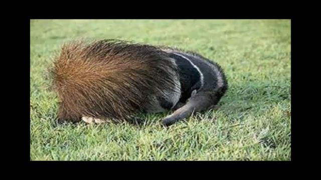 МУРАВЬЕД часть 6 смотреть онлайн