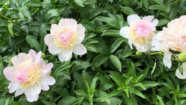 Raspberry Sundae Peony in the Garden смотреть онлайн