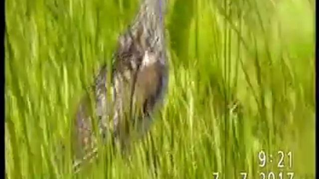 ПОРУЧЕЙНИК (из бекасовых) В НЕБЕ И НА ЗЕМЛЕ смотреть онлайн
