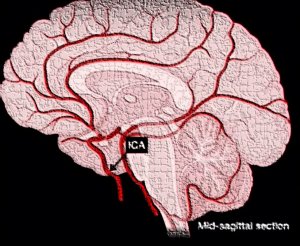 Как мозг получает кровь? // Кровоснабжение мозга