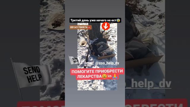 Щенок в беде....подкинули....он еще и заболел🆘Помогите приобрести лекарства 🙏 смотреть онлайн