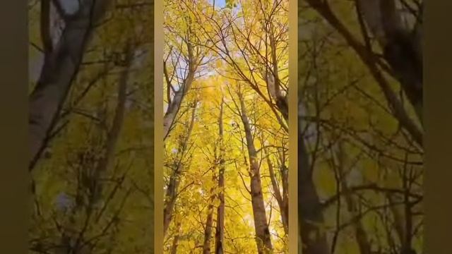 красивая осень ень. прекрасные картинки осени
