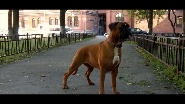 Дузья боксёры