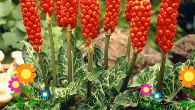 Аронник итальянский. Краткий обзор, описание характеристик, где купить саженцы, луковицы смотреть онлайн