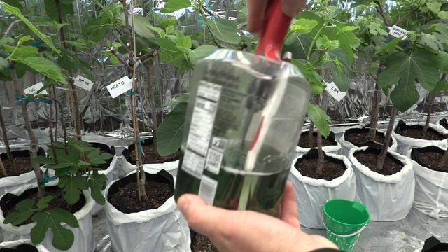 My Fig Grow Room Pruning Explained, Part 1 @backyardfigs смотреть онлайн