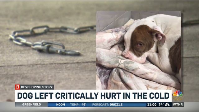 Injured dog abandoned on chain in city park смотреть онлайн