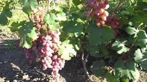 ВИНОГРАД РУССКИЙ РАННИЙ  УРОЖАЙ 2018 ГОДА