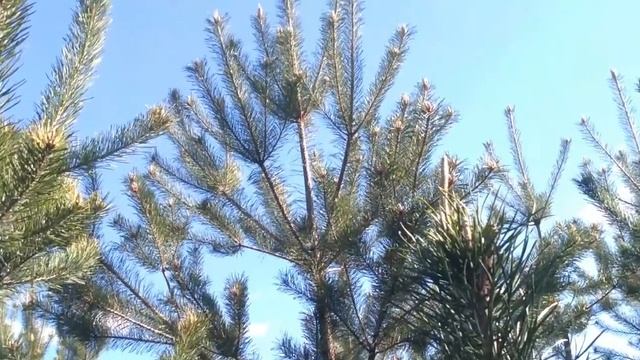 Сбор сосновых побегов для елового пива !. смотреть онлайн