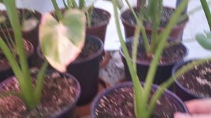 ЗАНТЕДЕСКИЯ  или Калла Эфиопская.