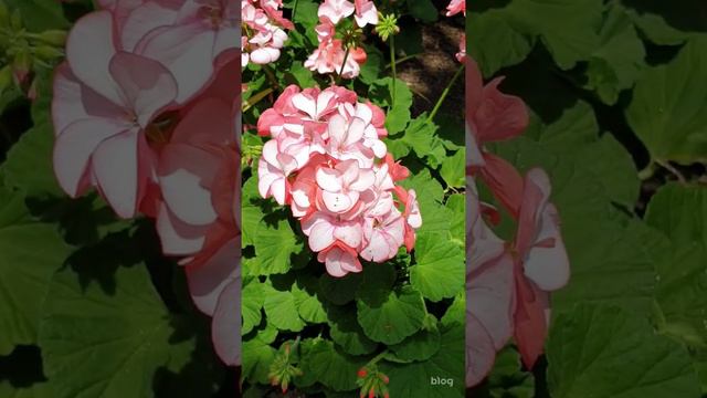 제라늄. Pelargonium Inquinans. 꽃아욱. 양아욱. 제라니움. 페라고늄. 페라고니움 / 꽃 백과사전. 식물도감. Flower. Encyclopedia. 배근휘
