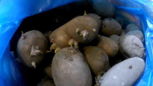 Растения чувствуют приход весны. Пора пускать корни. смотреть онлайн