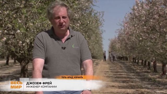 ИЗРАИЛЬСКИЕ ПЧЕЛЫ ТЕРЯЮТ РАБОТУ смотреть онлайн