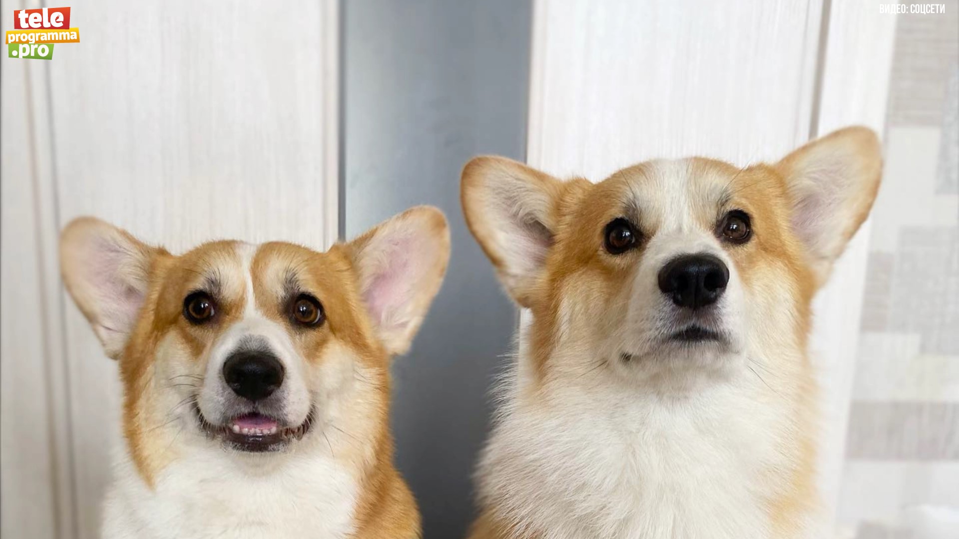корги смотреть онлайн