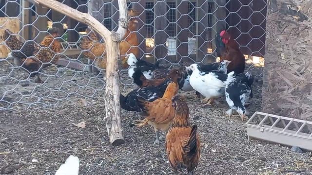 Дни идут а цыплята всё растут. Бентамки, ливенская, барневельдеры. смотреть онлайн