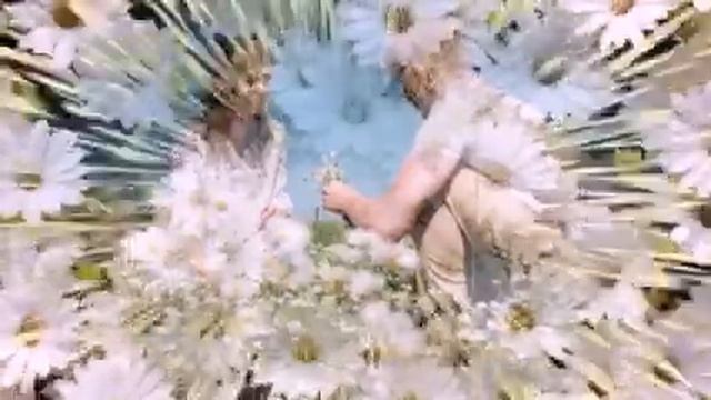 "Ромашка белая" (кавер - баян) смотреть онлайн