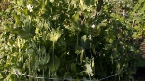 Горох и кукуруза. Неудачаная смешаная посадка.