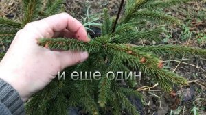 Как я необыкновенную ель Акрокона удачно размножила…