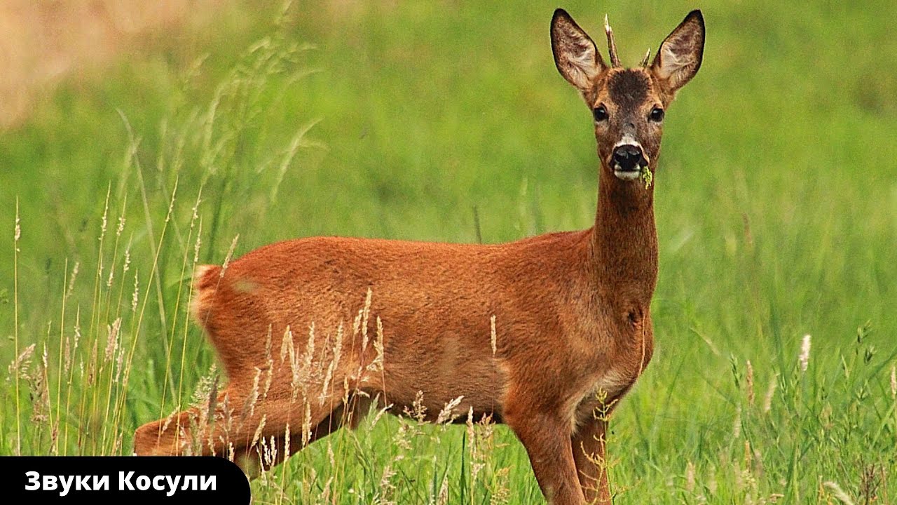 Звуки животных |Голоса косули| Как кричит косуля смотреть онлайн
