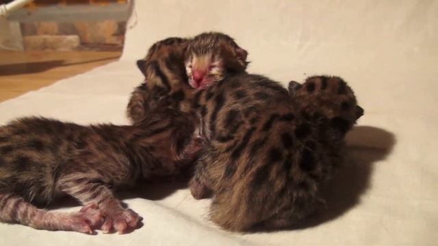 Бенгальские котята. Bengal (cat). Только что родились