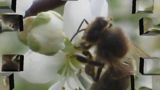 ПЧЁЛКА смотреть онлайн