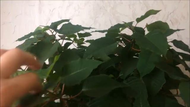 КОМНАТНЫЕ ЦВЕТЫ Euphorbia или РОЖДЕСТВЕНСКАЯ ЗВЕЗДА смотреть онлайн