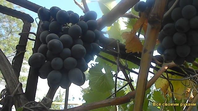 Один из Лучших Сортов винограда "Надежда" смотреть онлайн