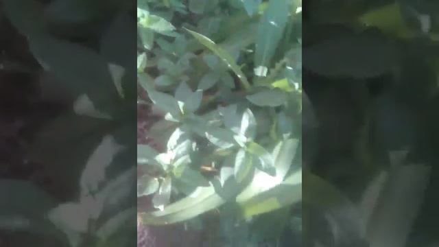 Как украсить и чем свой полисадник или сад