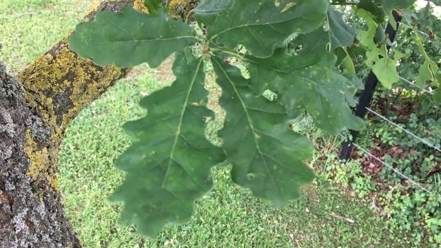 Sessile oak (Quercus petraea) - leaves - June 2018 смотреть онлайн