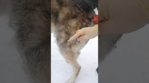 Внутримышечная инъекция собаке