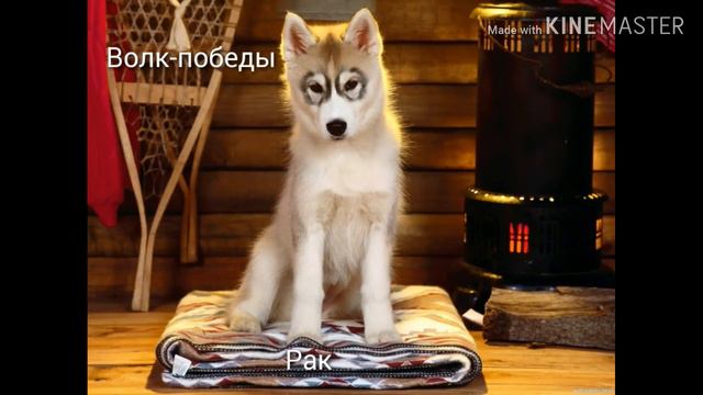 Кто ты по знаку зодиака из волков?