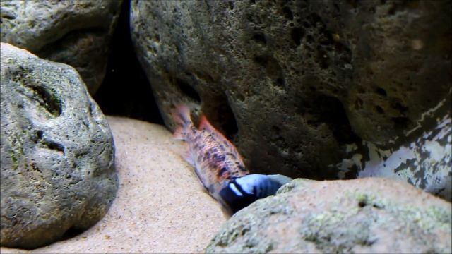 labeotropheus fuelleborni thumbi west смотреть онлайн