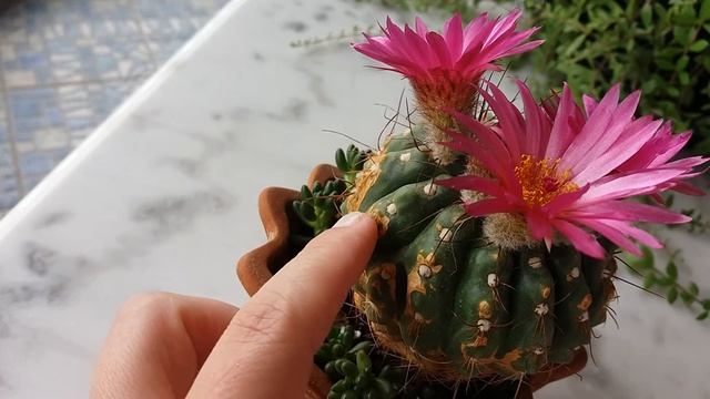 РАСЦВЁЛ кактус PARODIA!