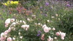 Вербена бонарская. Она преображает цветники!