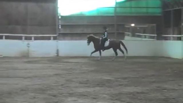 Dressage Horse for Sale: Wigness Pride смотреть онлайн