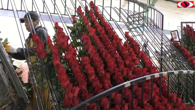 Розы Эквадора смотреть онлайн