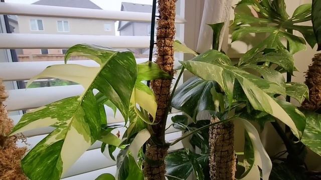 Houseplant Updates!!!! How My 200'ish Houseplants Did Through Moving To A New House! 😬 смотреть онлайн