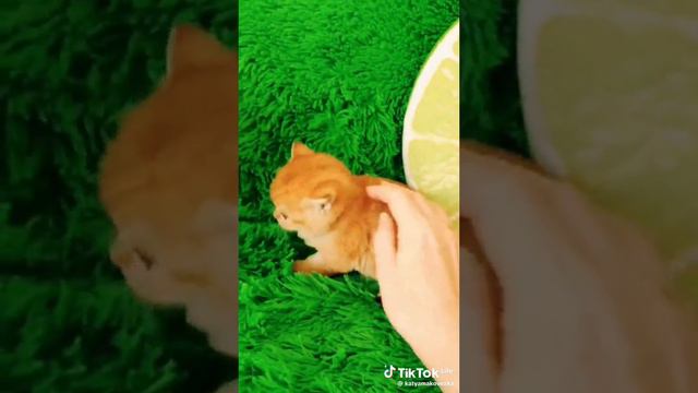 Лайки и подписки взаимно! #смешные #животные #фейлы #смешныеживотные #угар #ржака #коты #собаки #рек смотреть онлайн