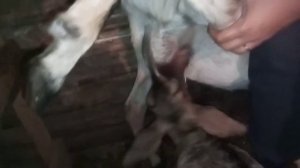 Как козочка сосёт сиську