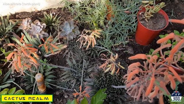 Aloe Aristata  - Torch Plant