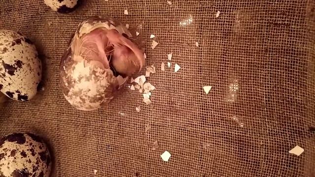 Вылупление перепелов за 90 секунд | Перепела | Инкубация перепелов смотреть онлайн