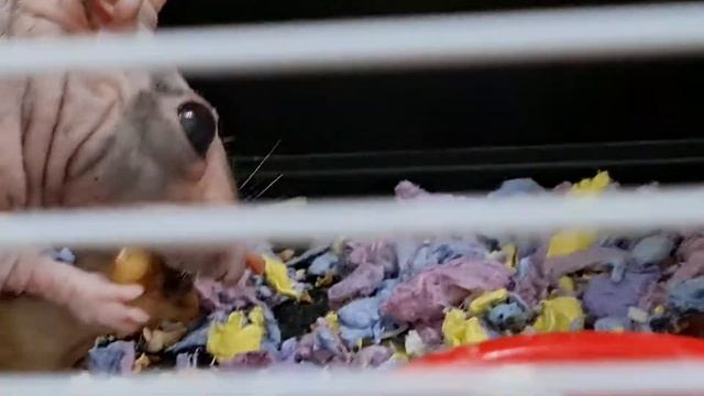 30 ноября Всемирный День домашних животных! смотреть онлайн