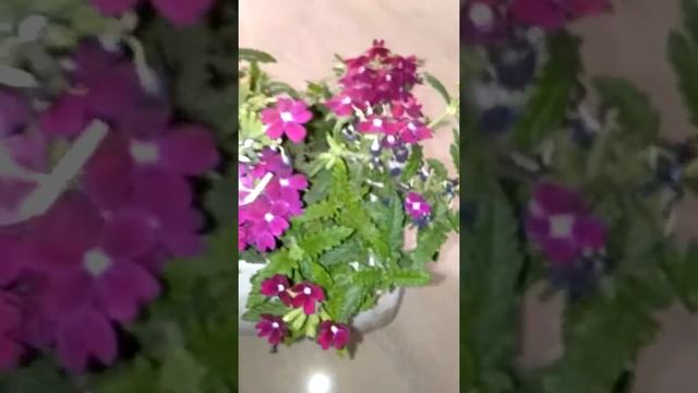 # 1.. care of verbena plant ... смотреть онлайн