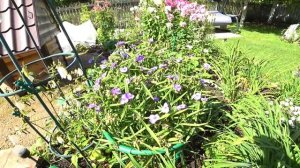 ТРАДЕСКАНЦИЯ САДОВАЯ. ВЫРАЩИВАНИЕ