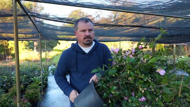 How to grow Winter's Star Camellia (Camellia x Winter's Star) with detailed description смотреть онлайн