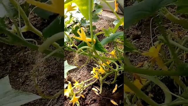 Огурец Китайские змеи, плодоношение смотреть онлайн