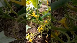 Огурец Китайские змеи, плодоношение