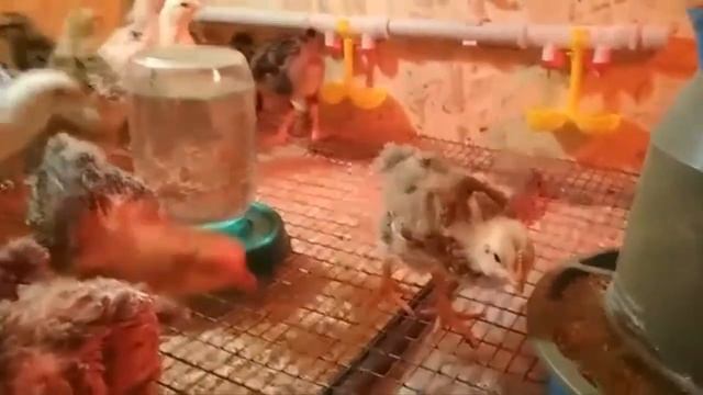 Цыплятам 20 дней . смотреть онлайн
