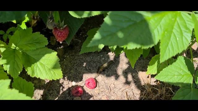 Как собирают малину в Германии. Himbeeren pflücken. смотреть онлайн